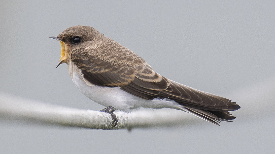 Grey-throated Martin