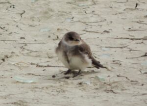 Pale Martin