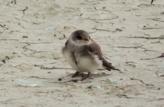 Pale Martin