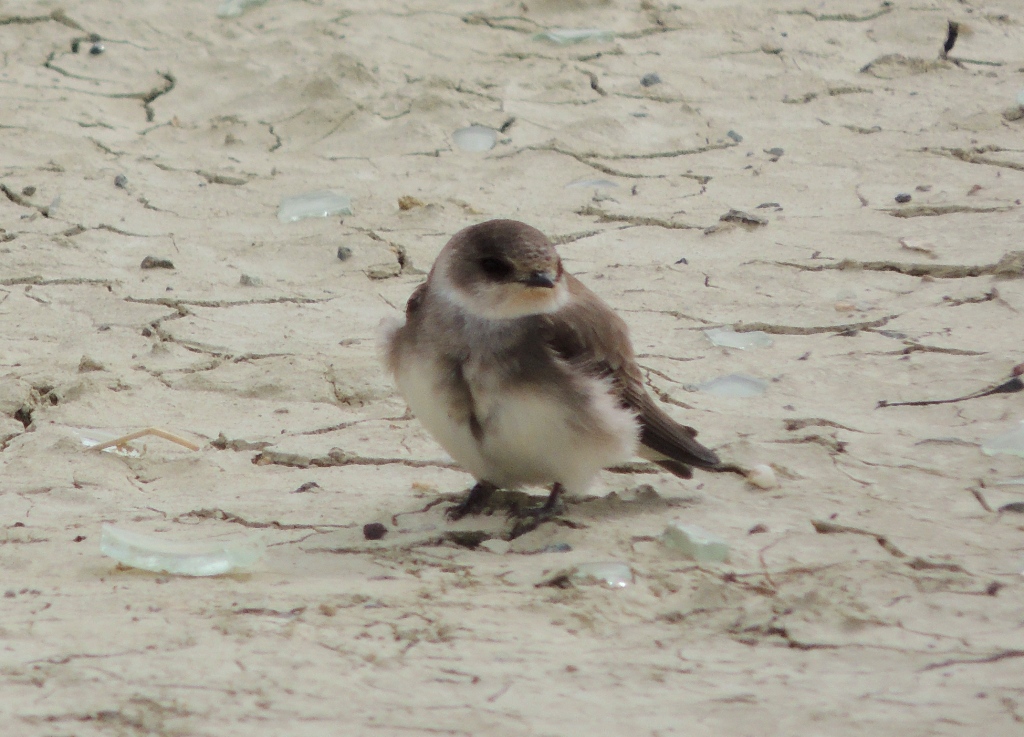 Pale Martin