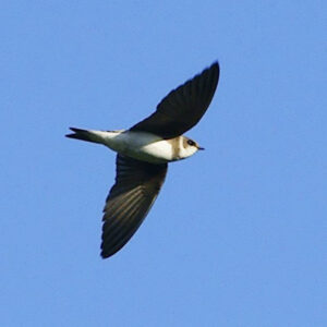 Sand Martin