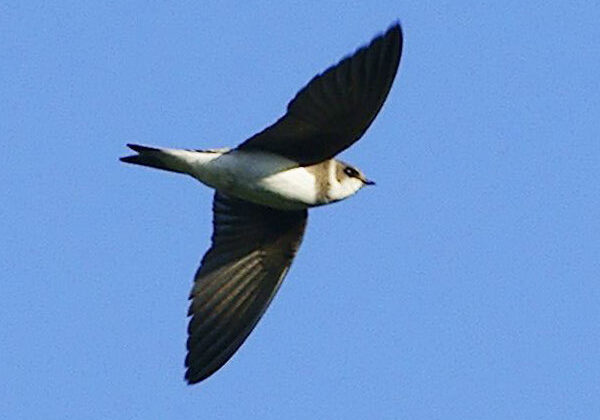 Sand Martin