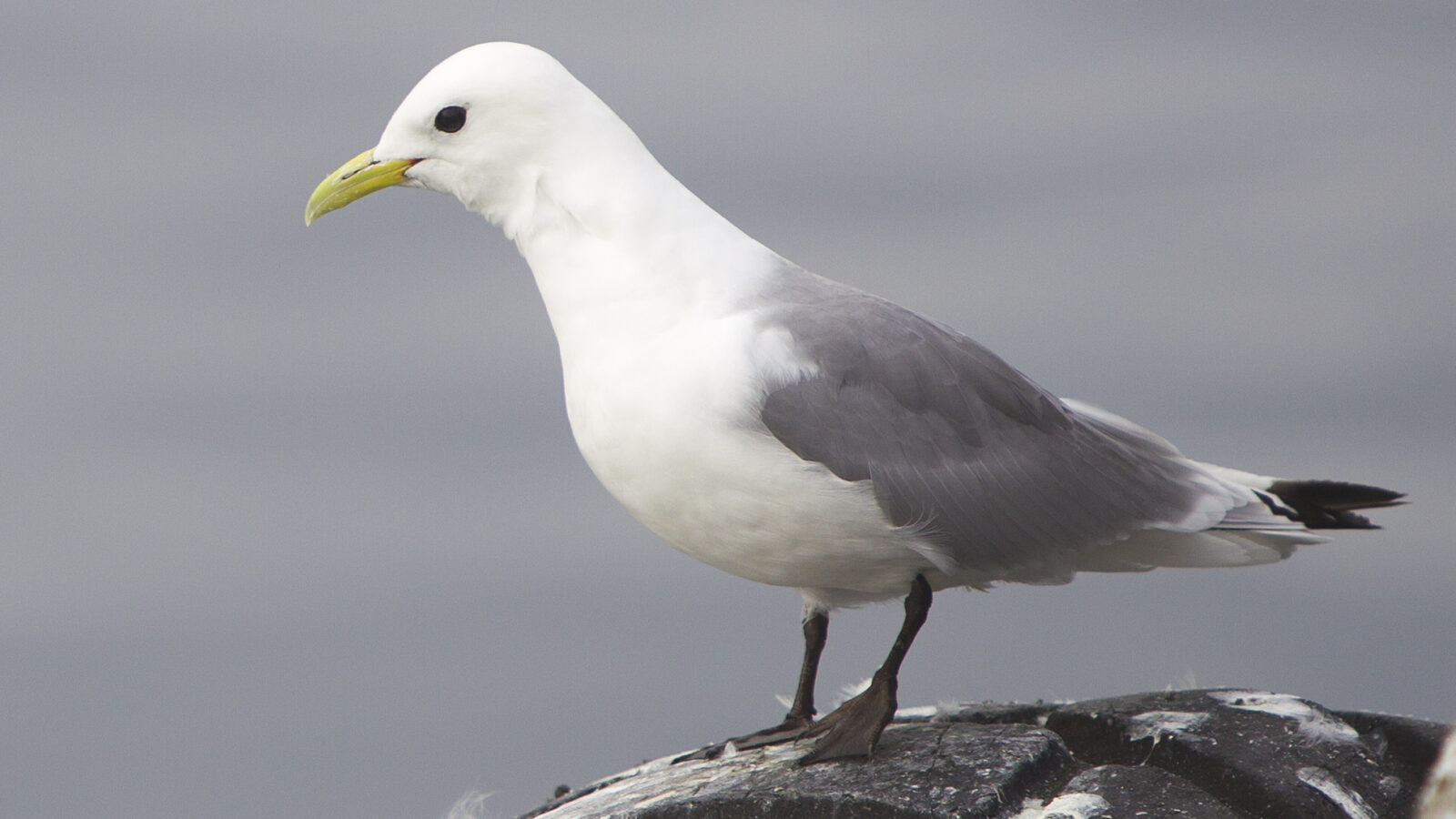 Black-legged Kittiwake