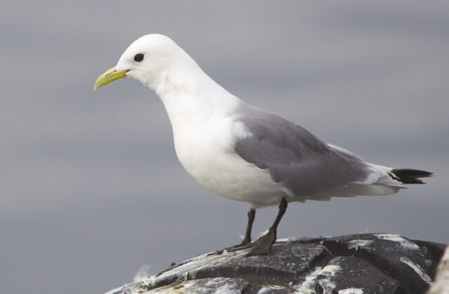 Black-legged Kittiwake