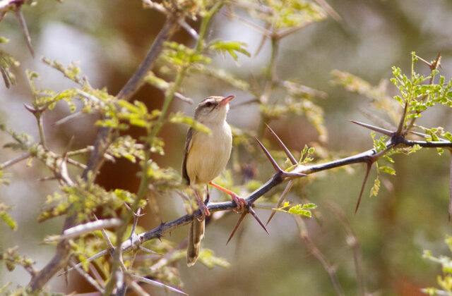 River Prinia