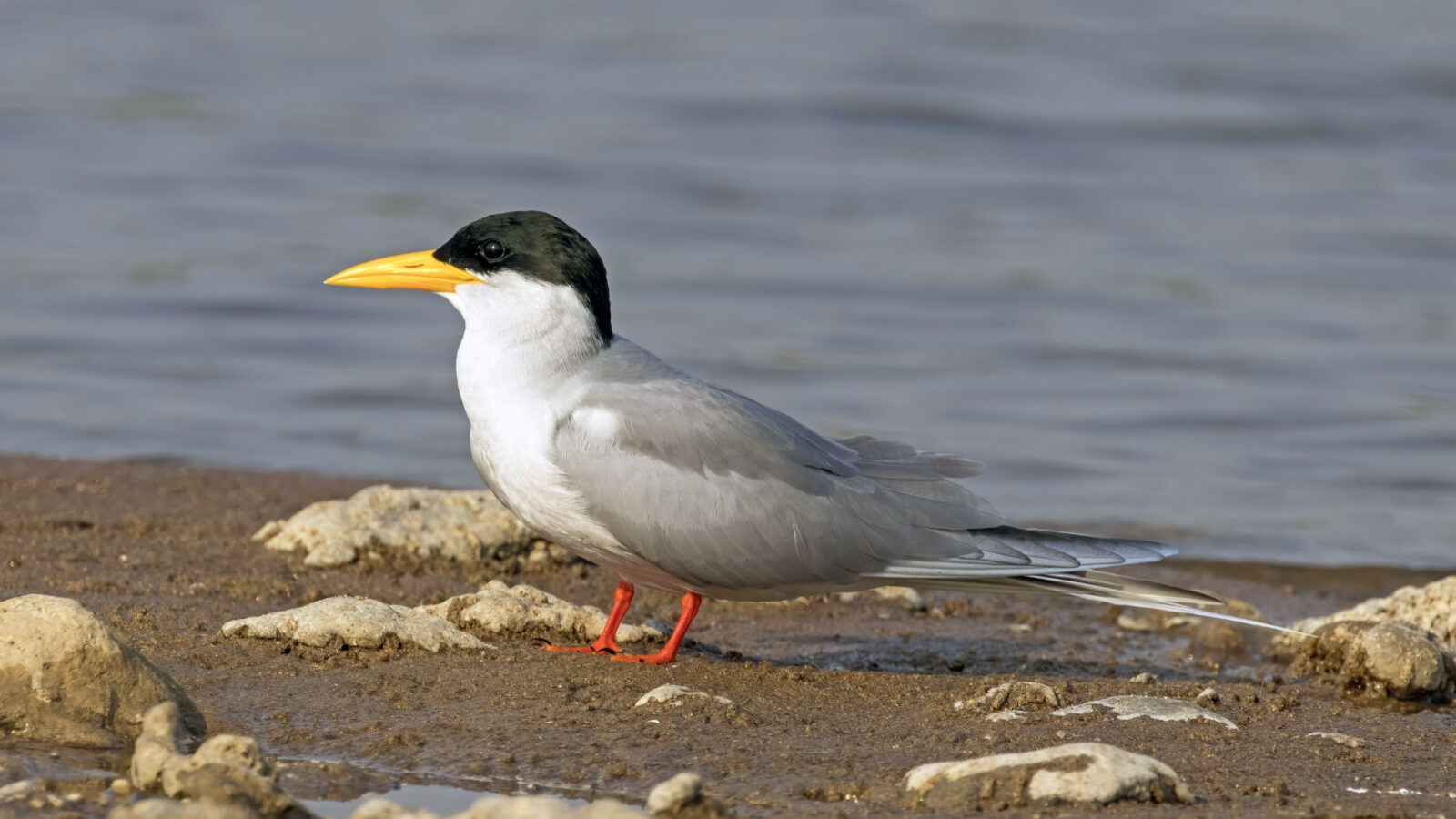 River Tern