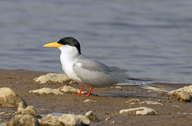 River Tern