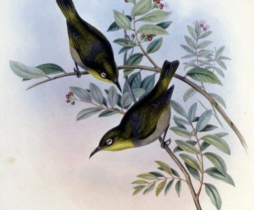 Robust White-eye