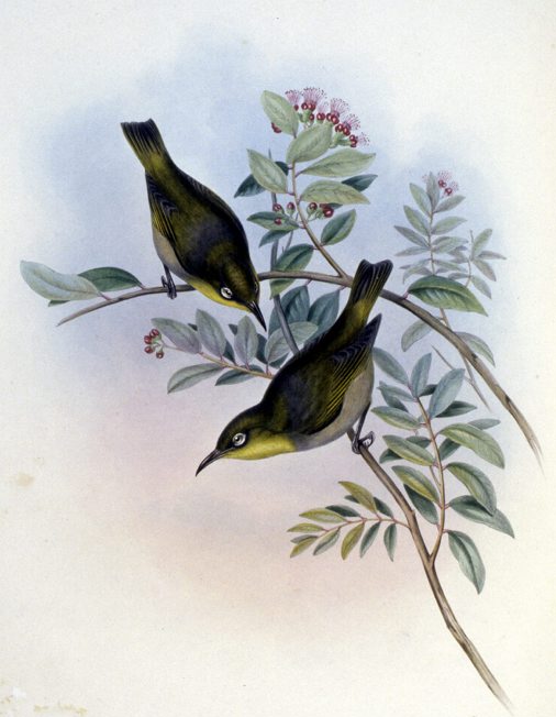 Robust White-eye