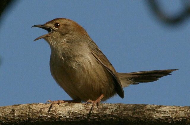 Rock-loving Cisticola