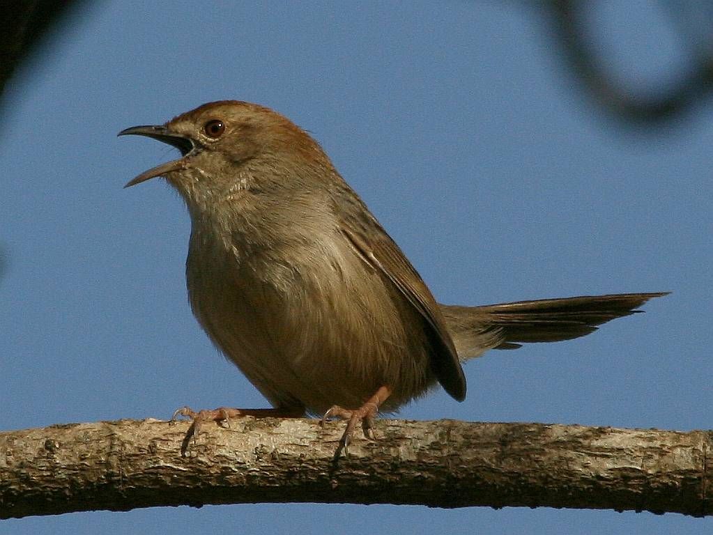 Rock-loving Cisticola