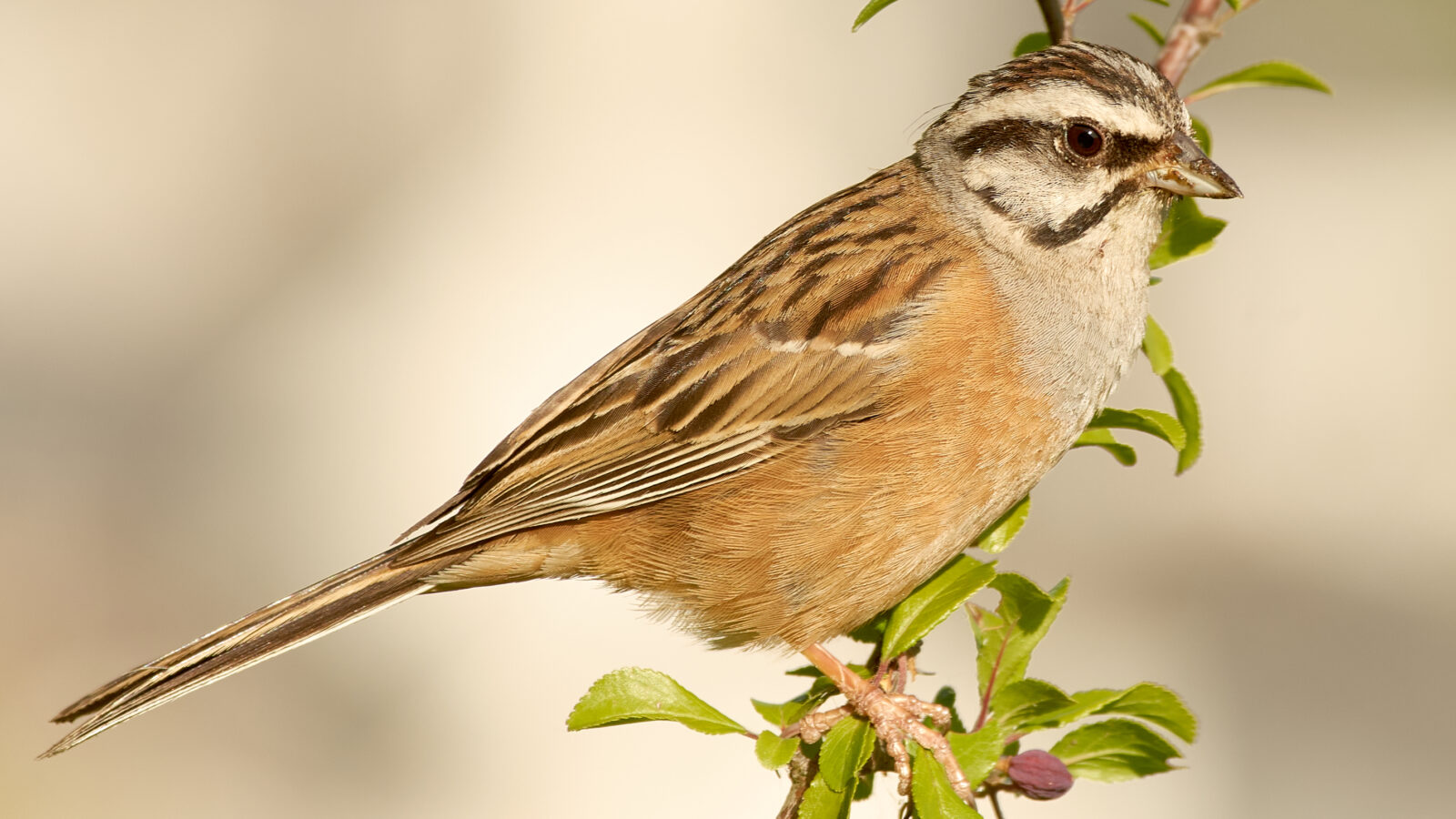 Rock Bunting