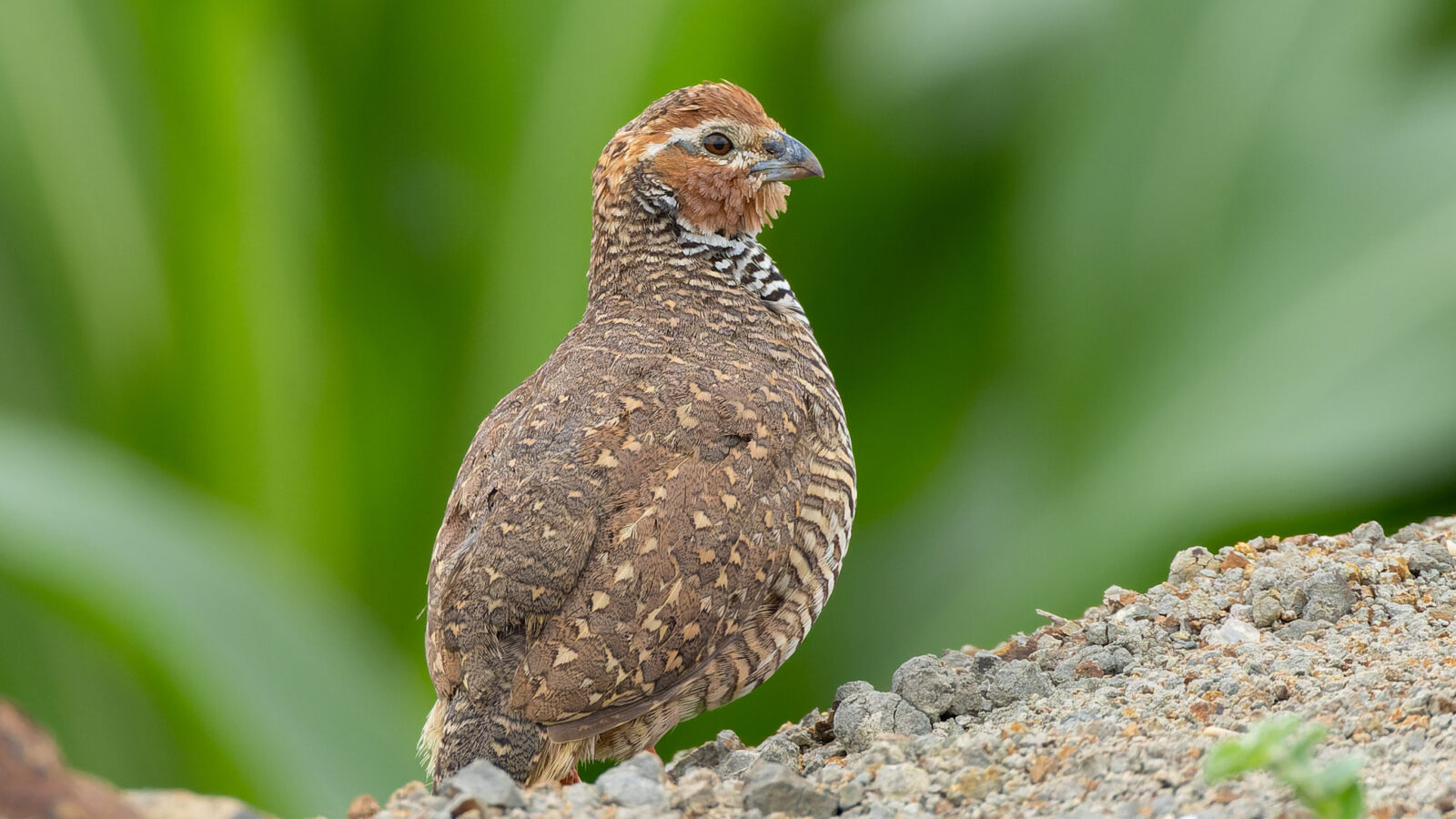 Rock Bush Quail