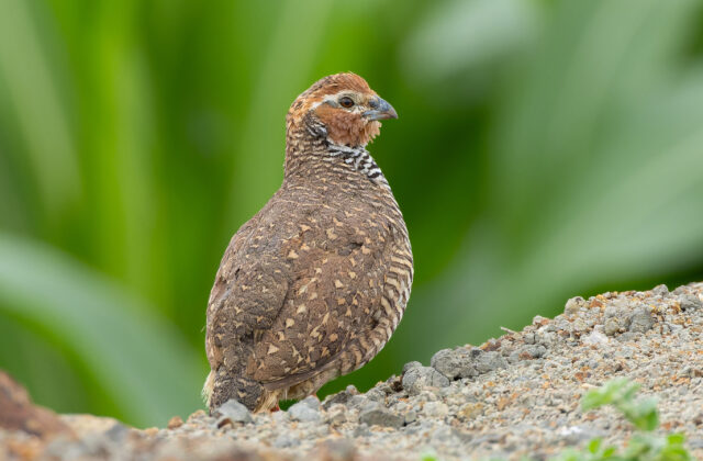 Rock Bush Quail