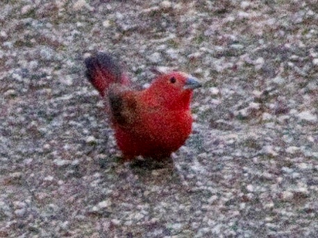 Rock Firefinch