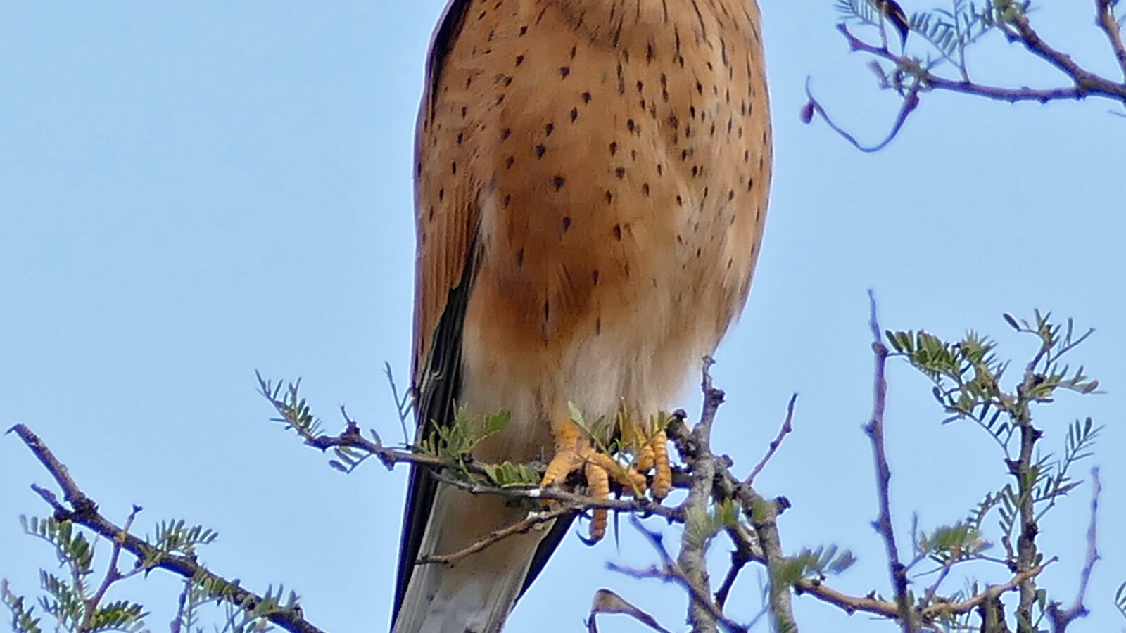 Rock Kestrel