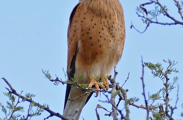 Rock Kestrel