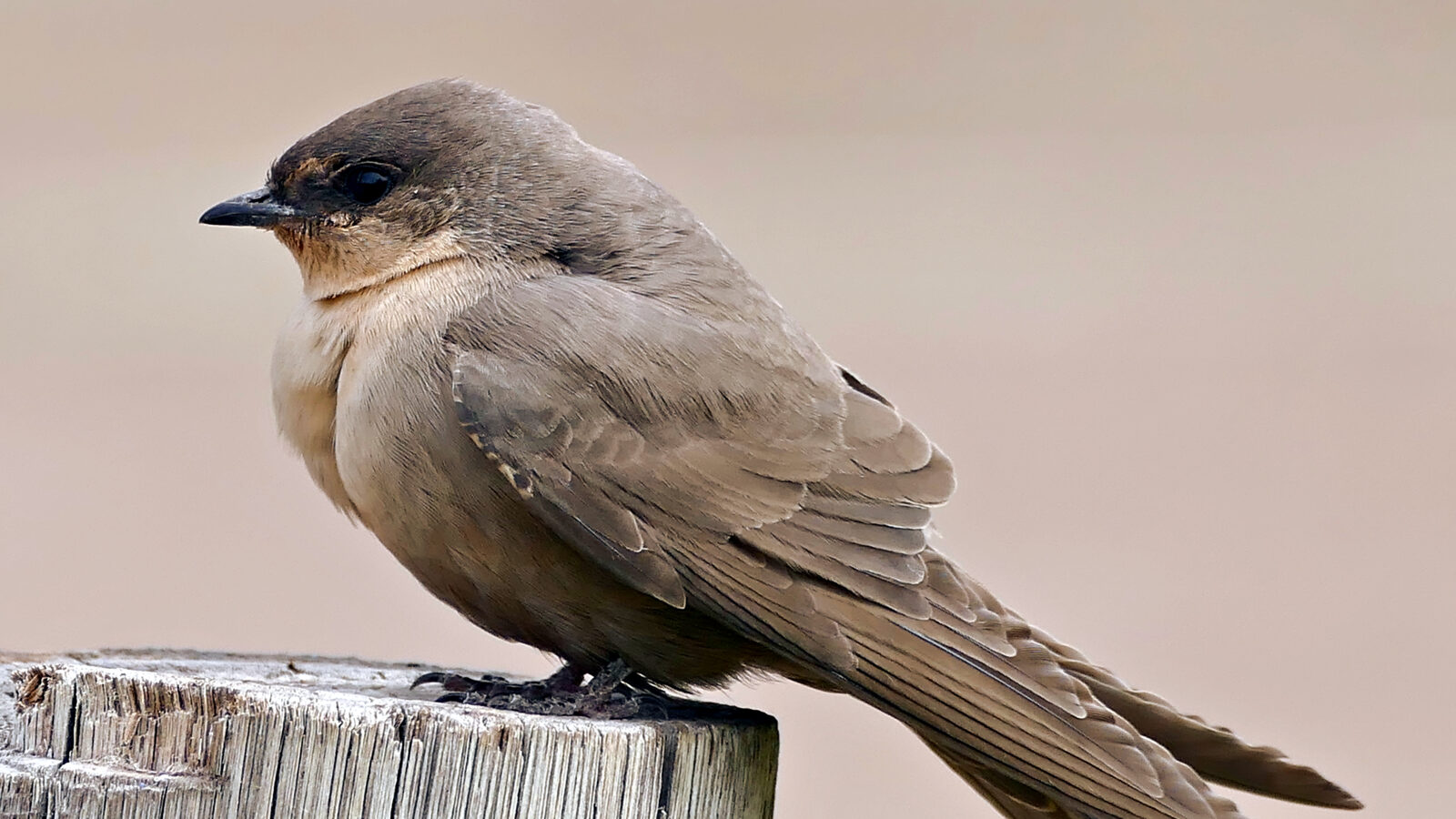 Large Rock Martin