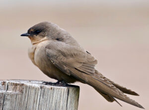 Large Rock Martin