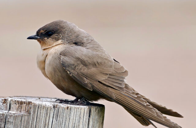 Large Rock Martin