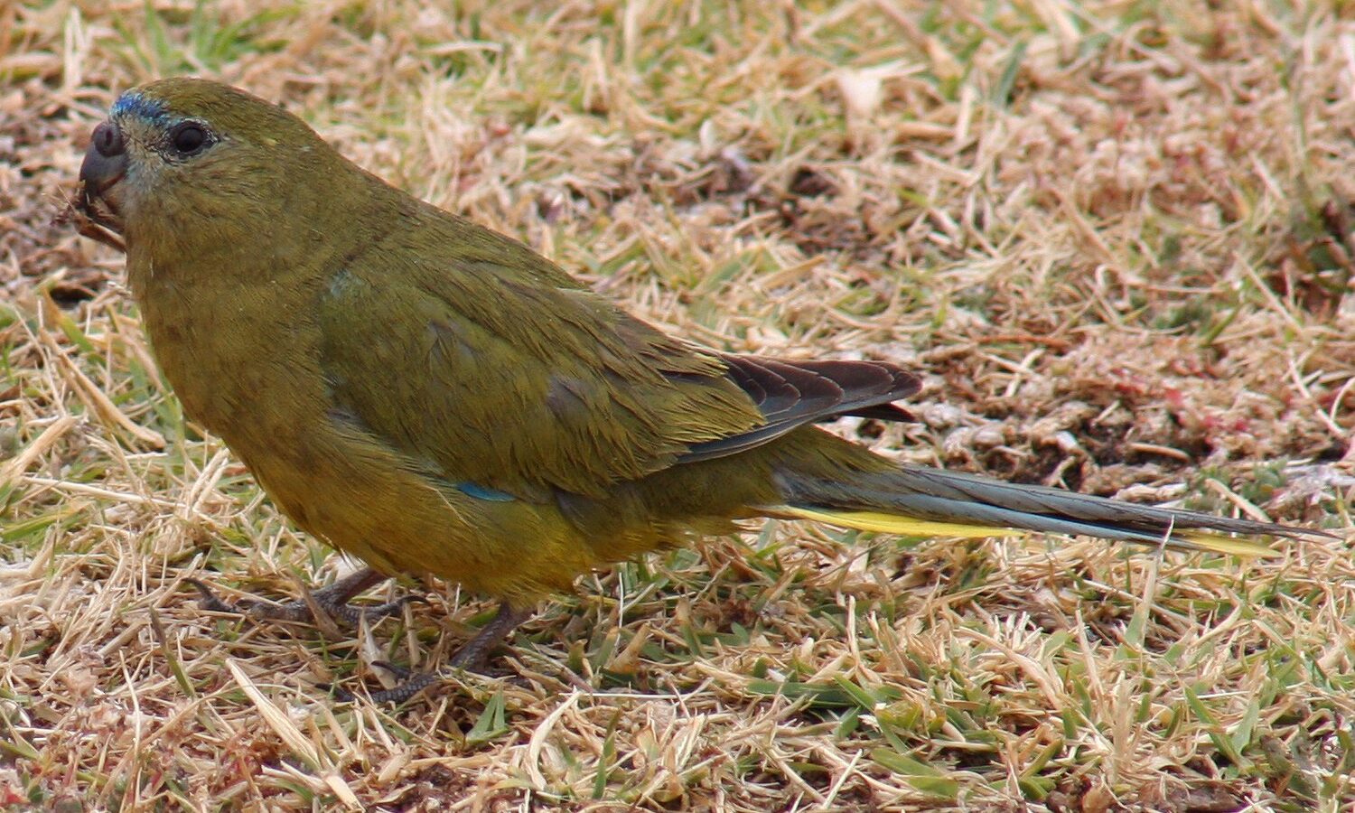 Rock Parrot