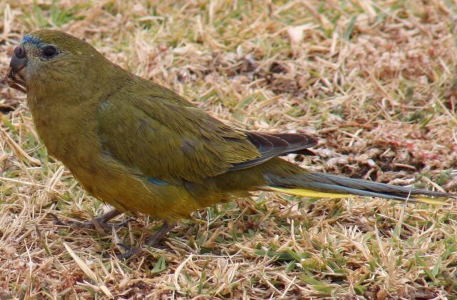 Rock Parrot