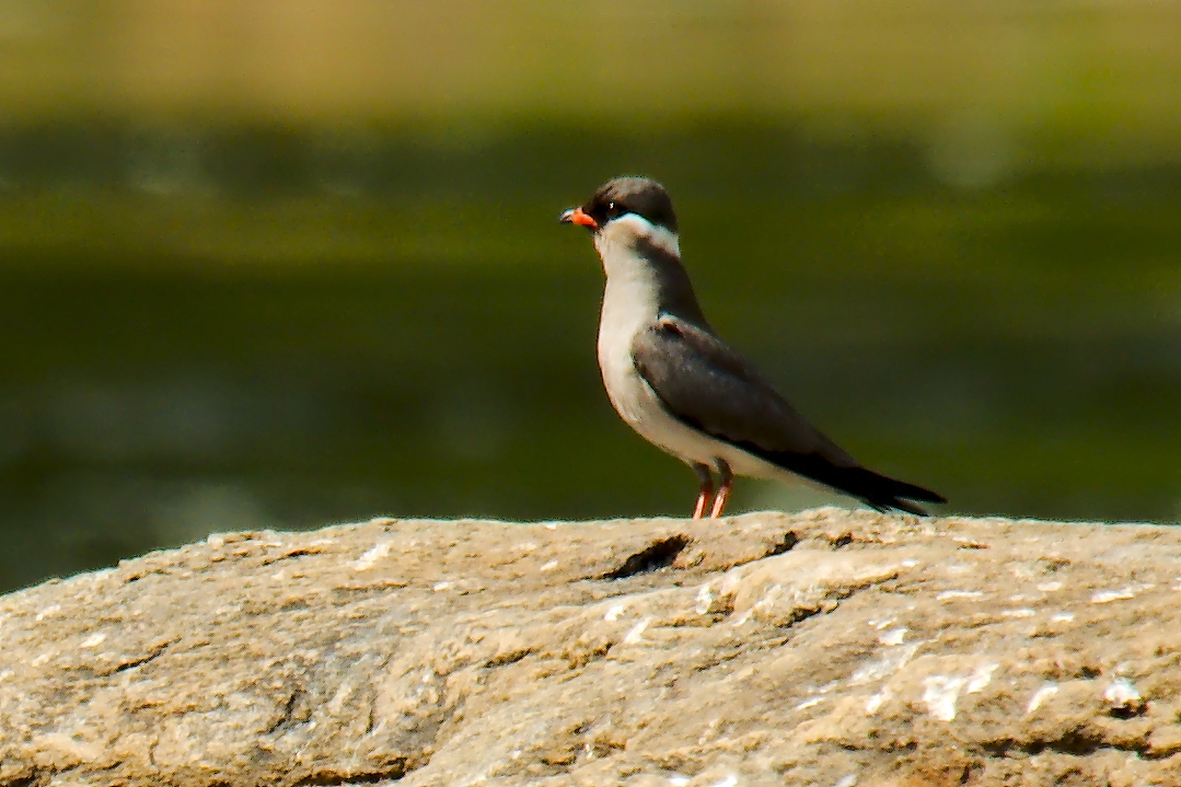 Rock Pratincole