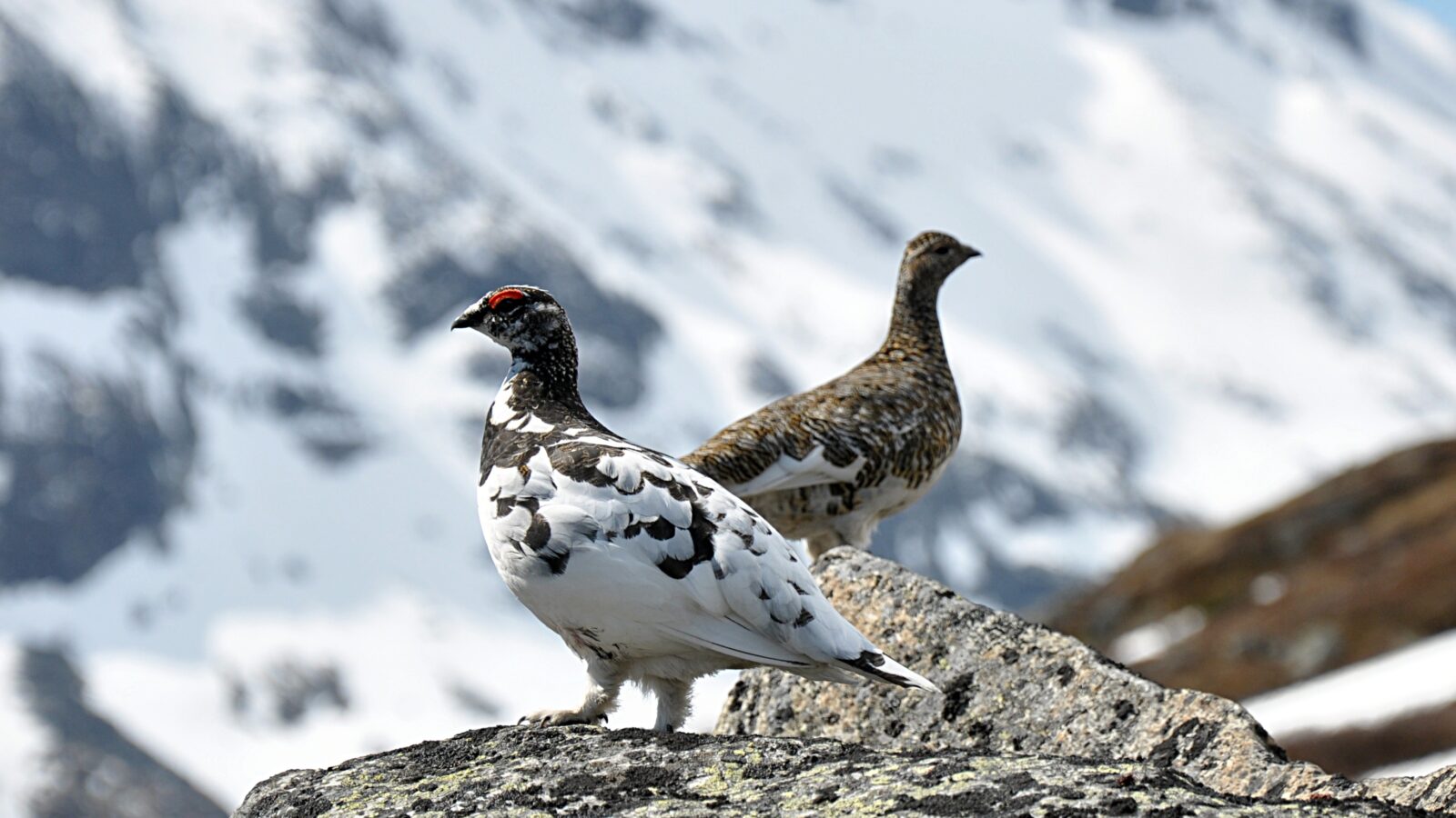 Rock Ptarmigan