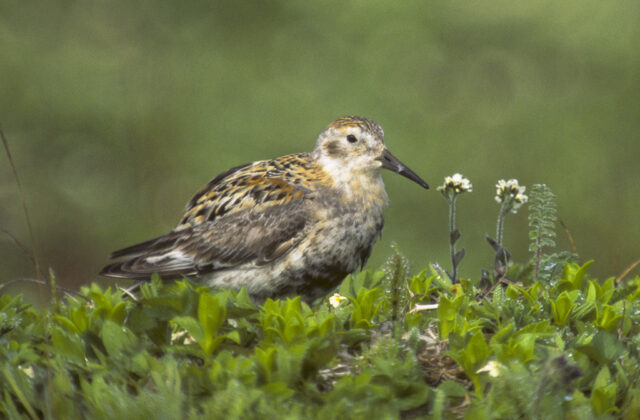 Rock Sandpiper