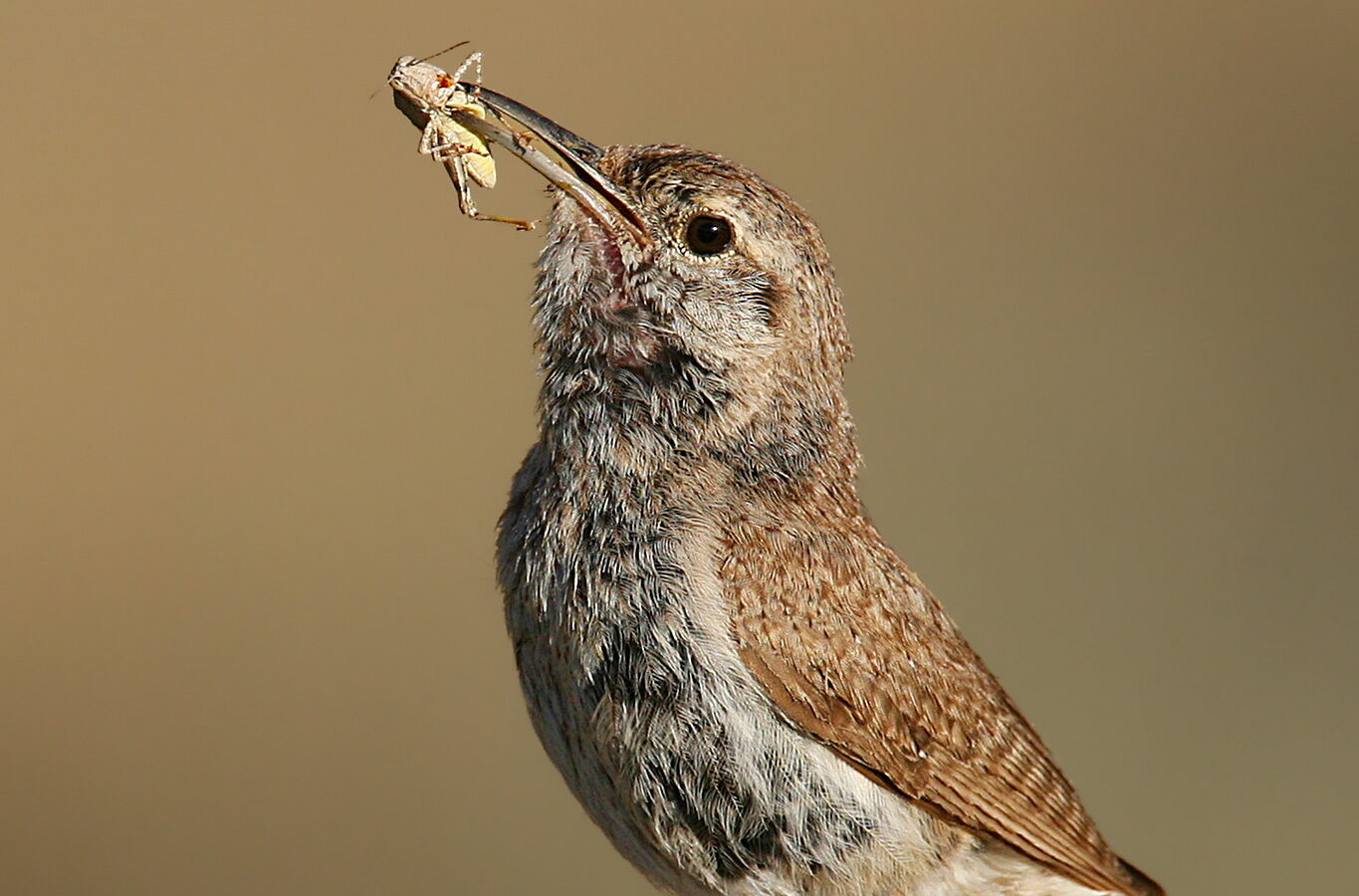 Rock Wren
