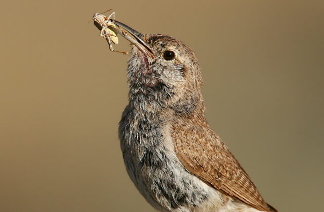 Rock Wren