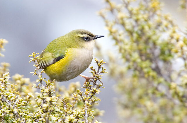 New Zealand Rockwren