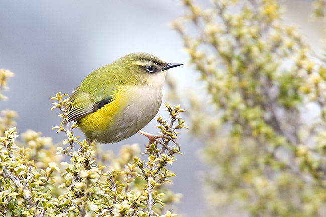 New Zealand Rockwren