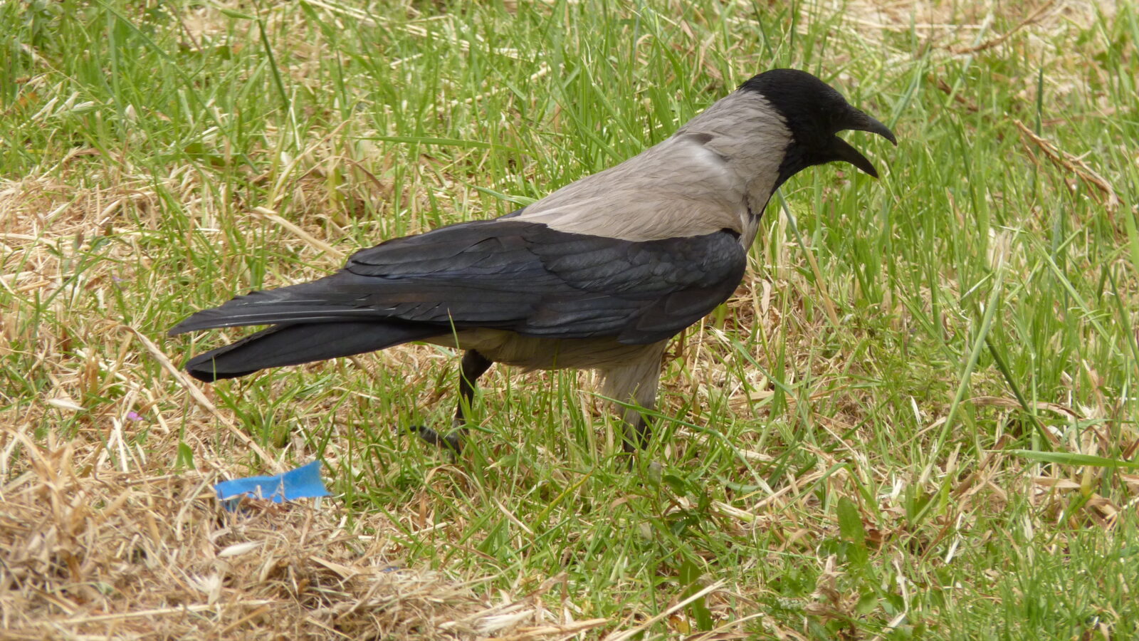 Hooded Crow