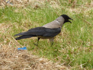 Hooded Crow