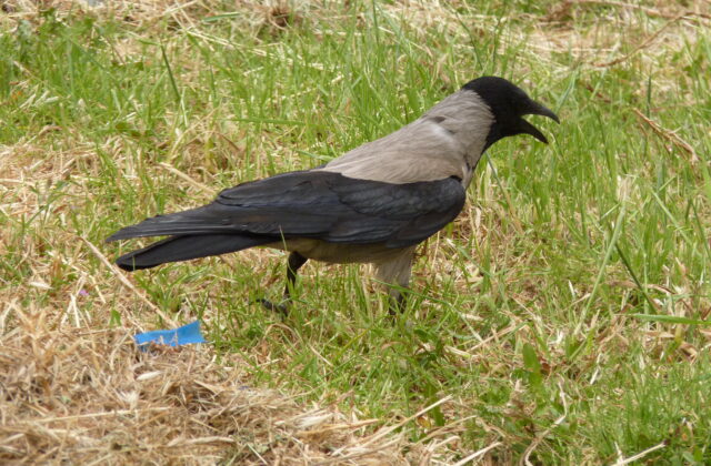Hooded Crow