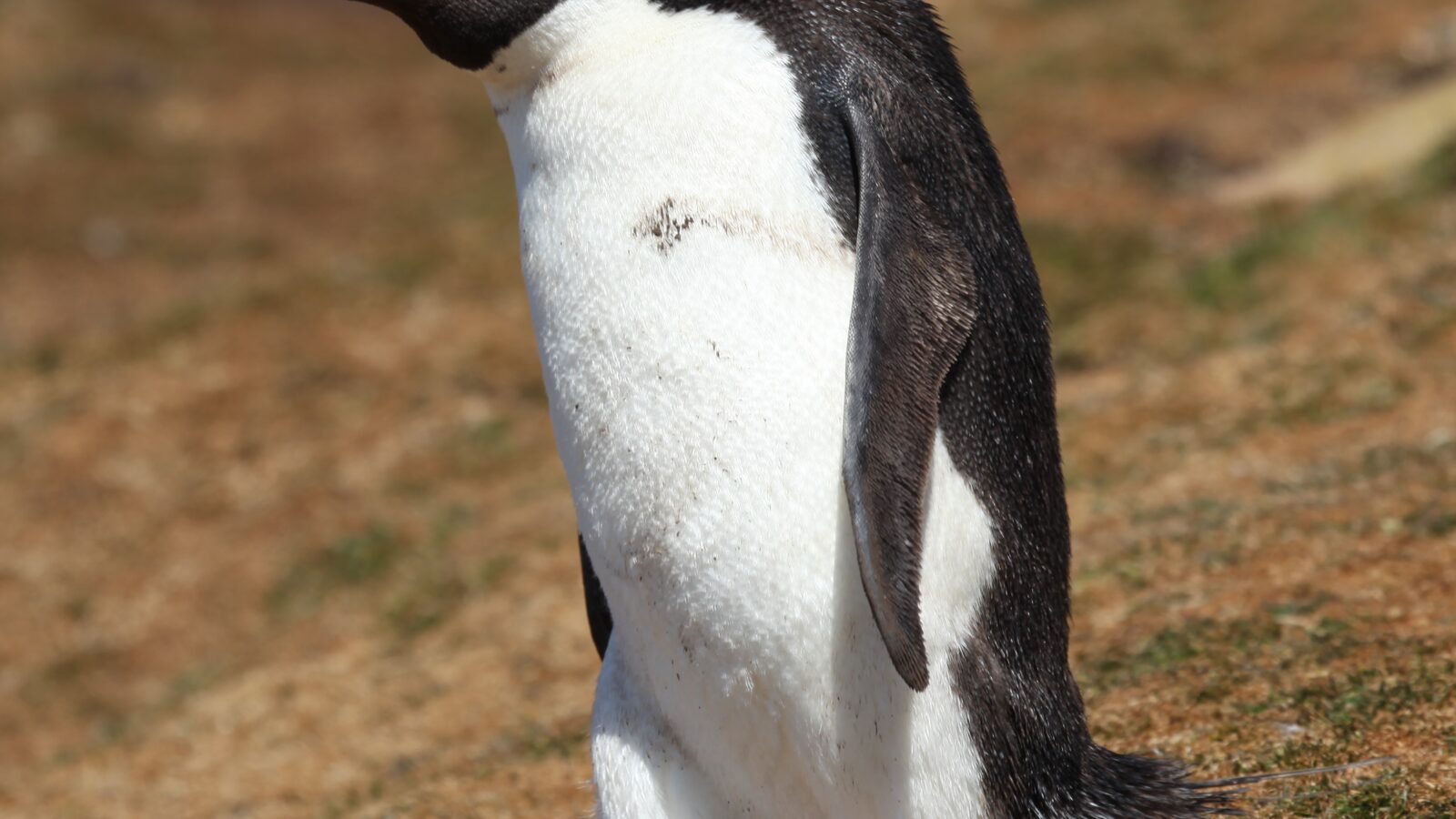 Western Rockhopper Penguin