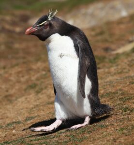 Western Rockhopper Penguin