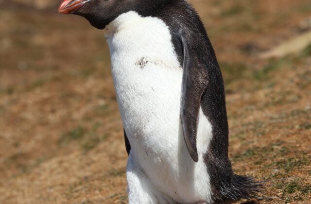Western Rockhopper Penguin
