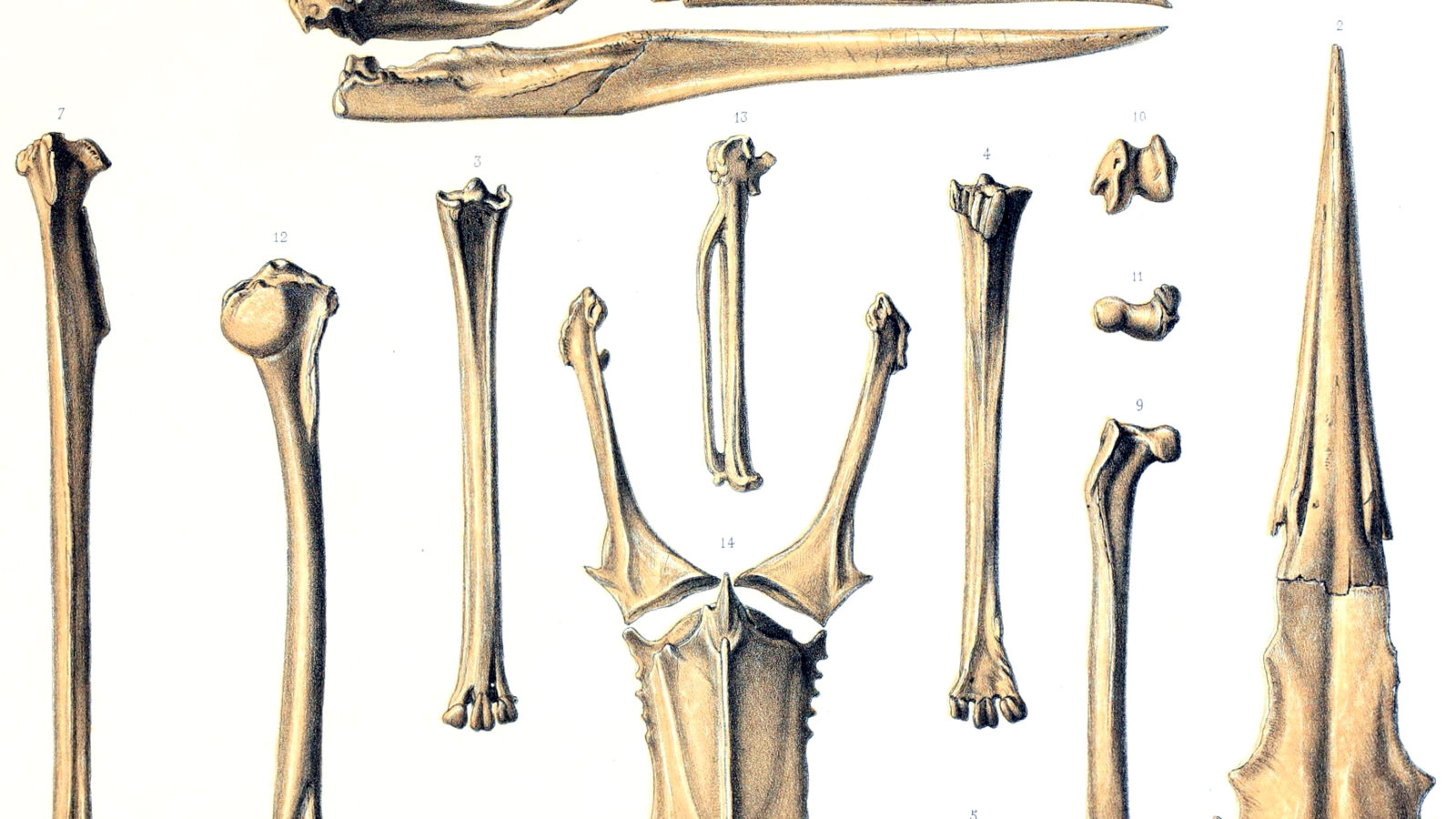 Rodrigues Night Heron