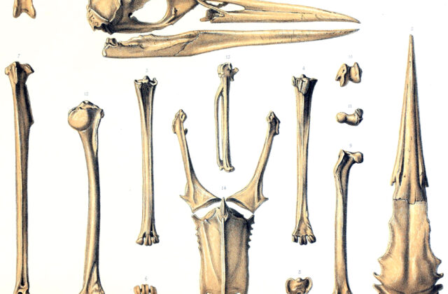 Rodrigues Night Heron
