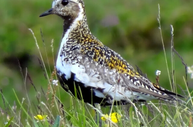 European Golden Plover