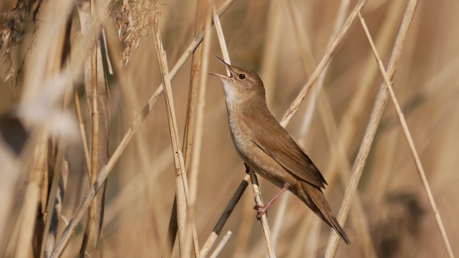 Savi’s Warbler