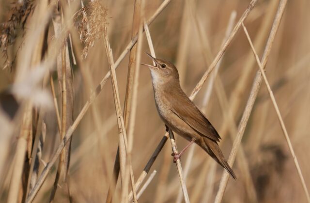 Savi’s Warbler