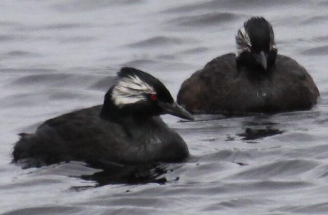 White-tufted Grebe