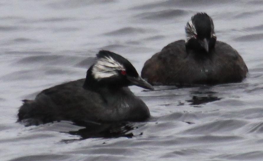 White-tufted Grebe