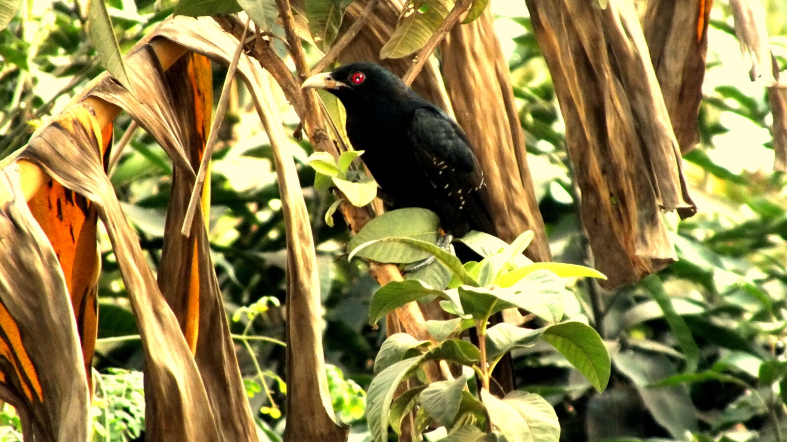 Black-billed Koel