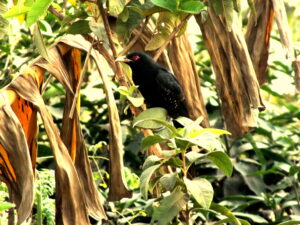 Black-billed Koel