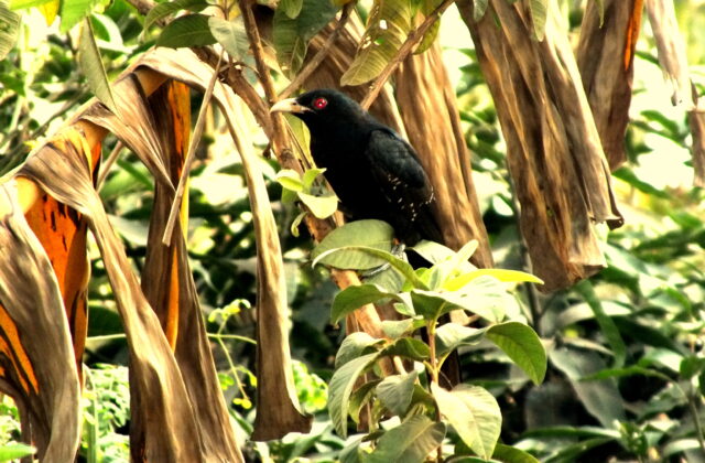 Black-billed Koel