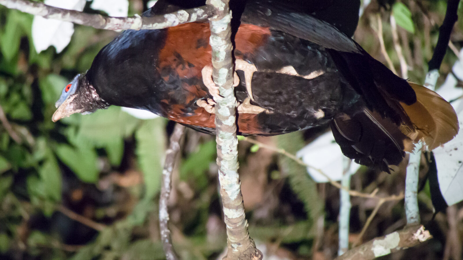 Bornean Crested Fireback